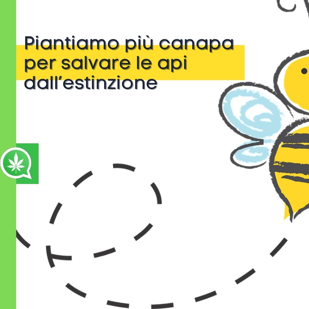 Piantiamo più canapa per salvare le api dall’estinzione