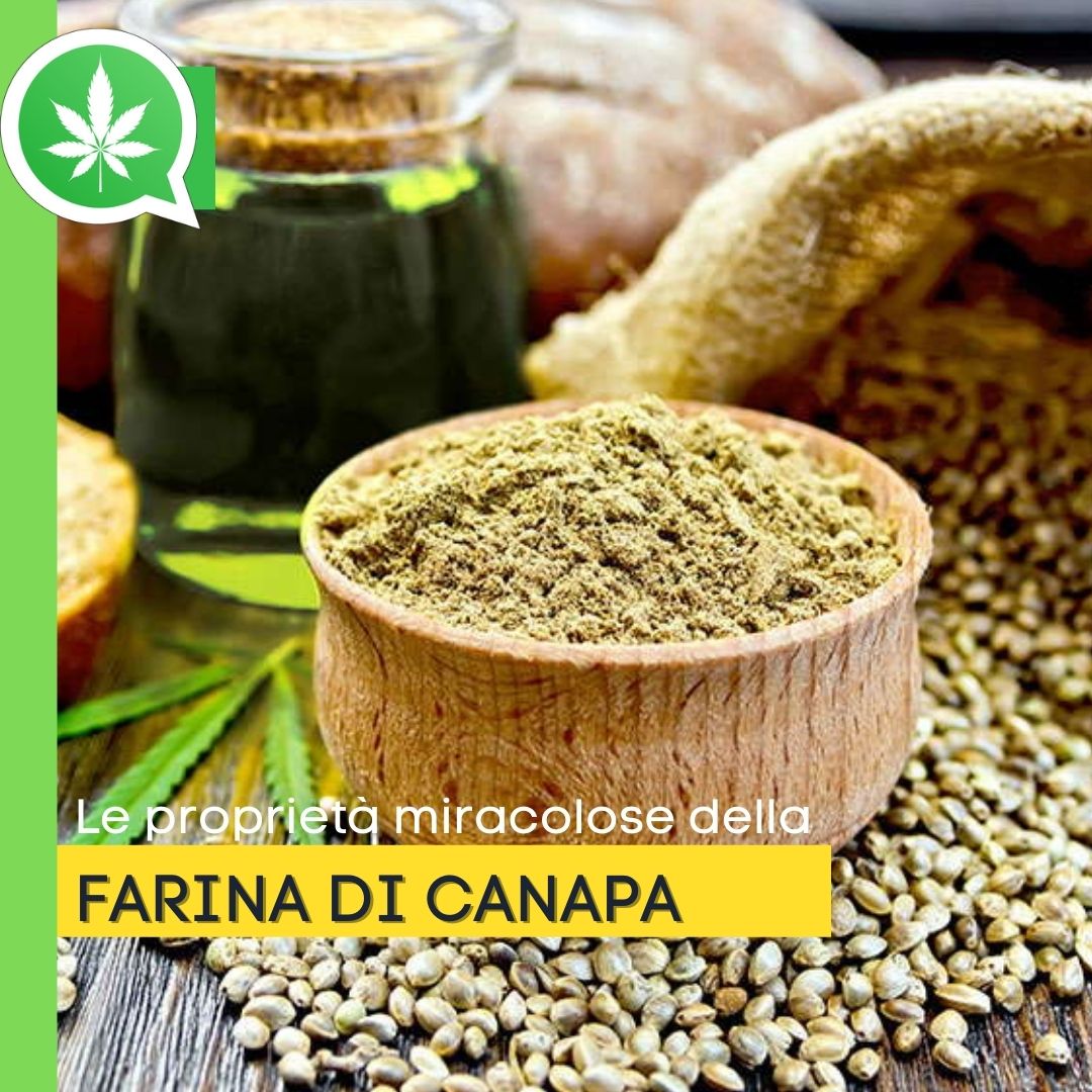 Le proprietà miracolose della farina di canapa