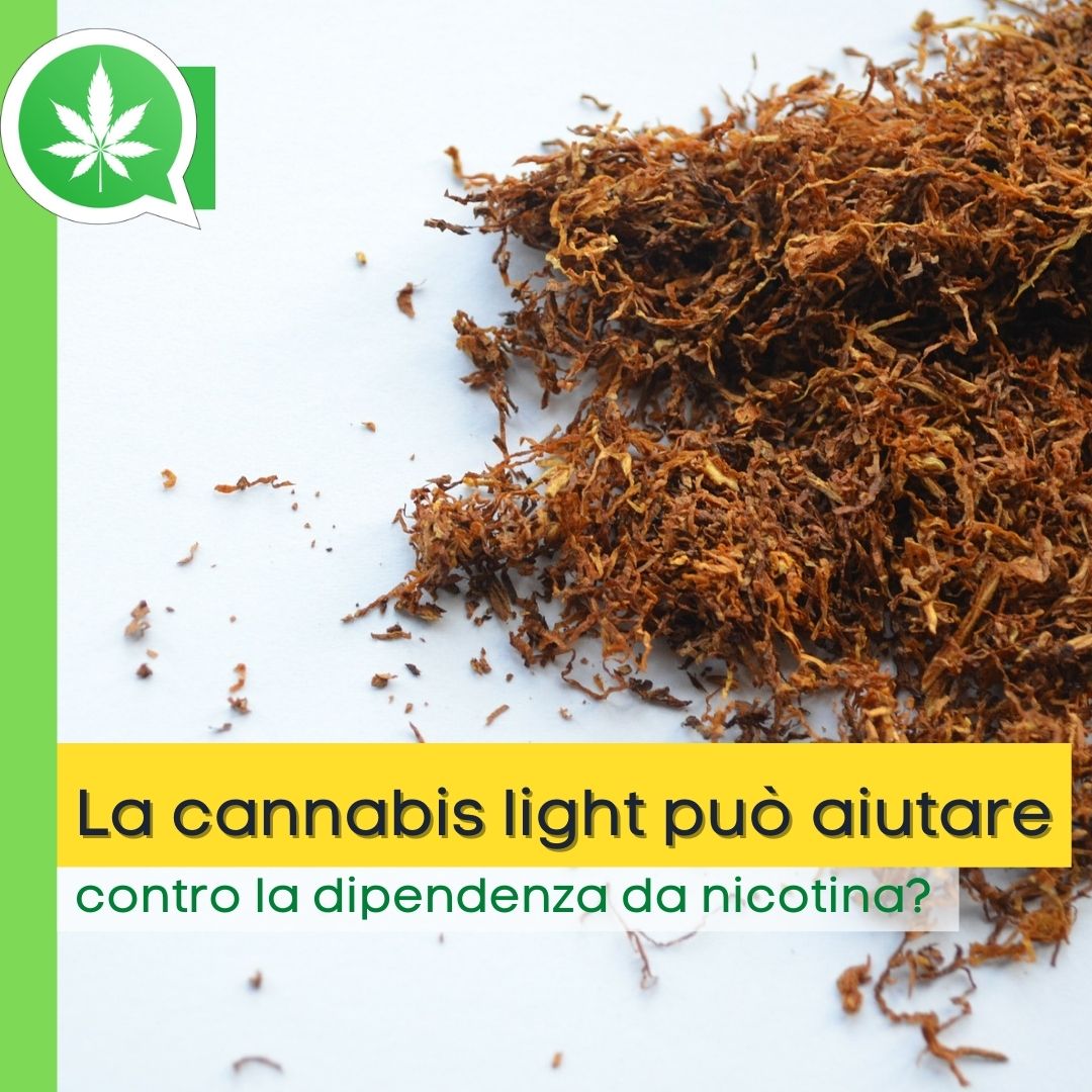 La cannabis light può aiutare contro la dipendenza da nicotina?