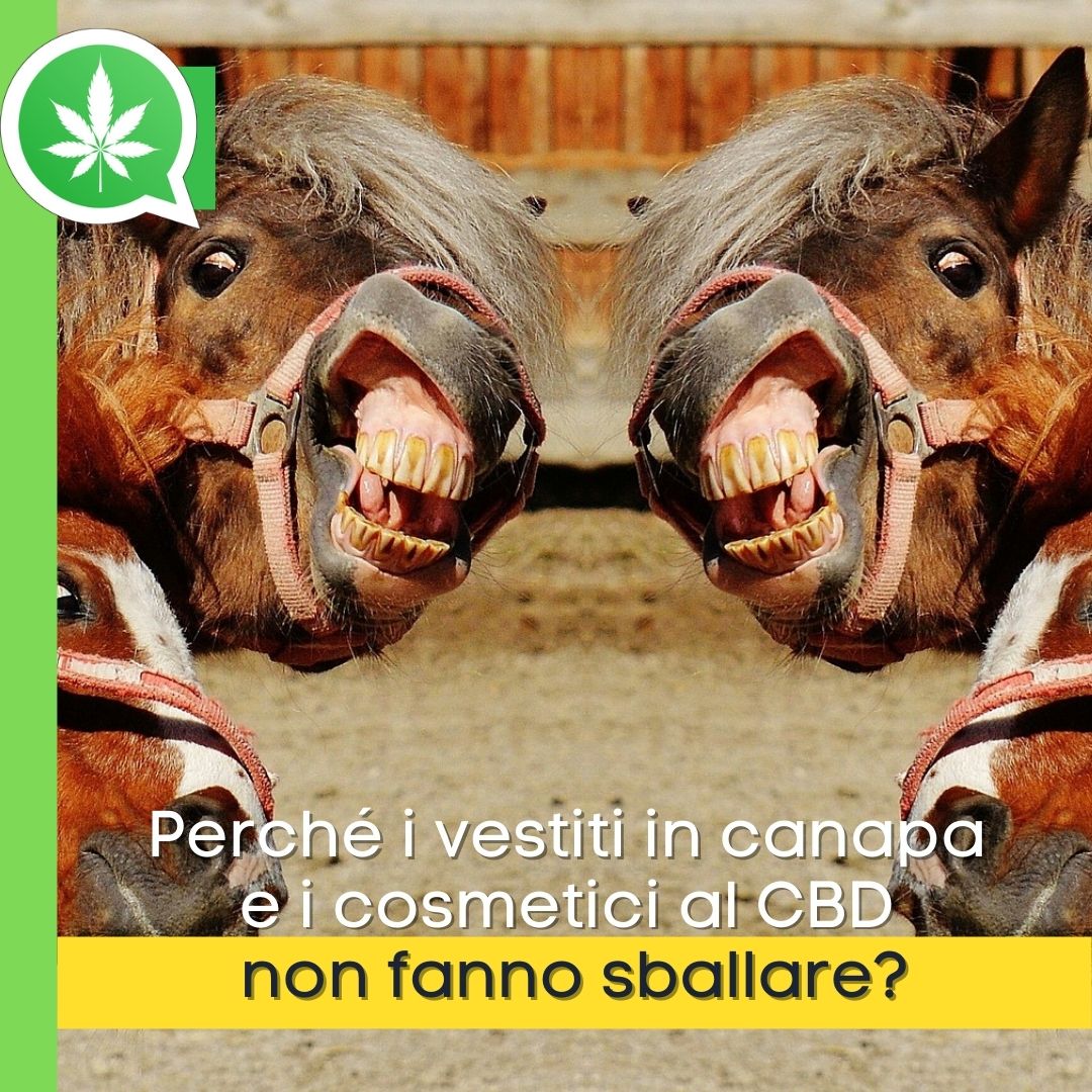 Perché i vestiti in canapa e i cosmetici al CBD non fanno sballare?