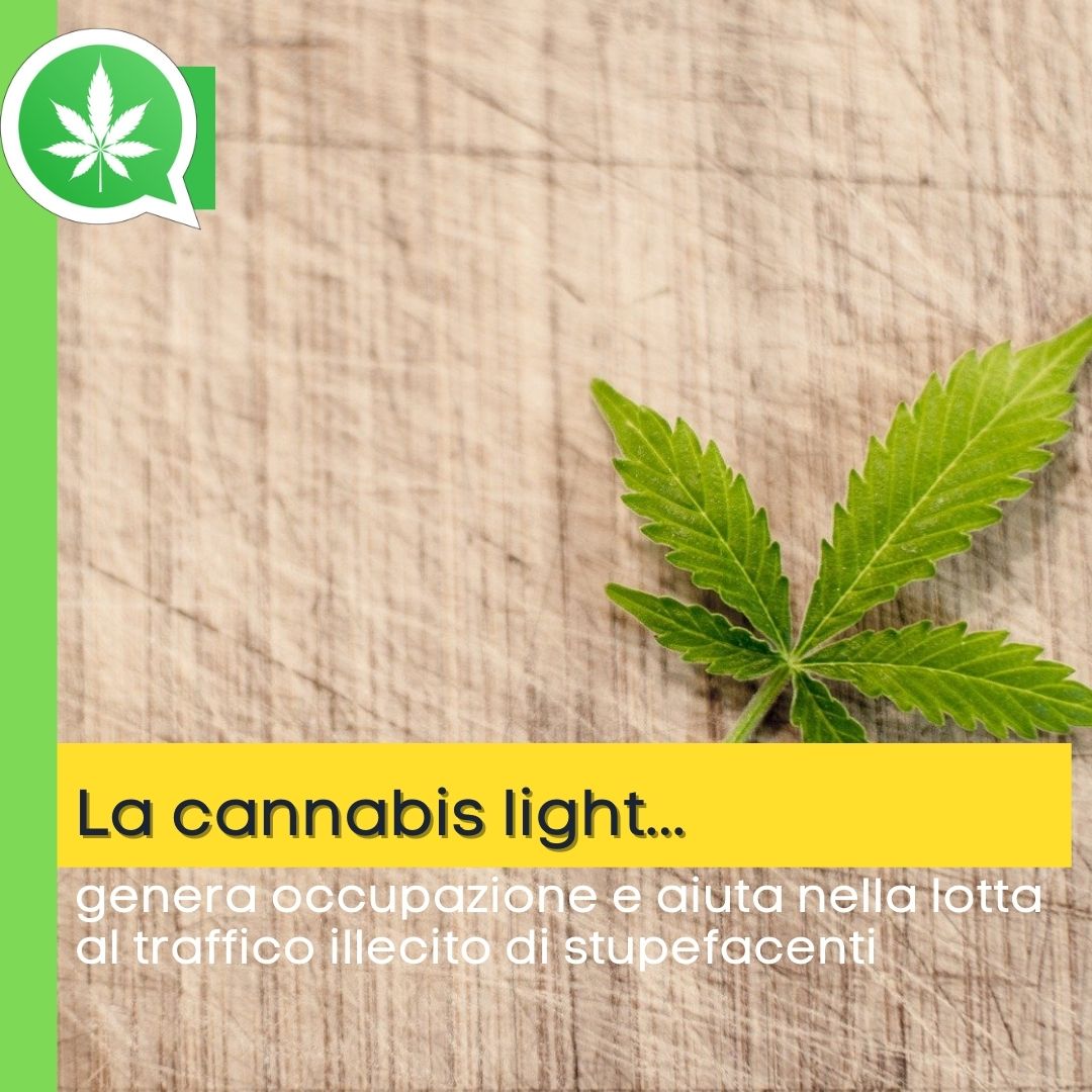 La canapa light genera occupazione e aiuta la lotta al traffico illegale di stupefacenti