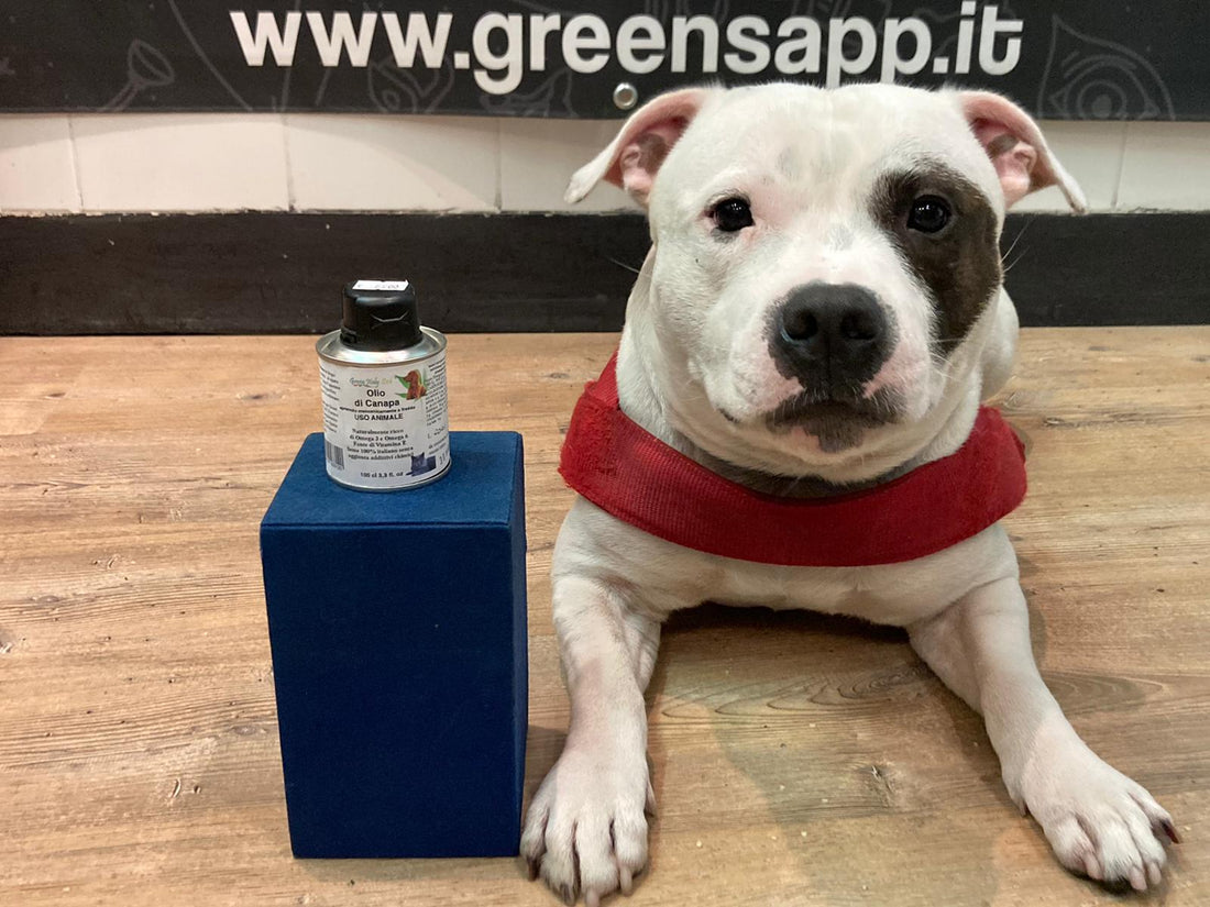 Olio di CBD per alleviare dolori e stress nei nostri amici animali