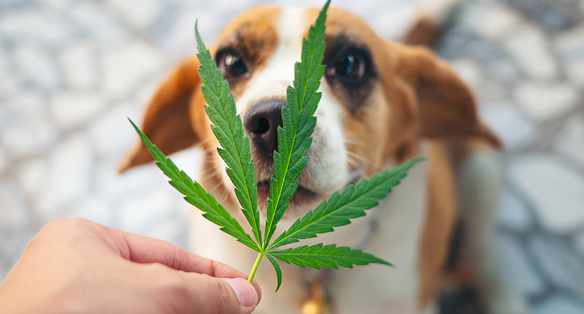 Prodotti CBD che miglioreranno la vita dei tuoi animali domestici