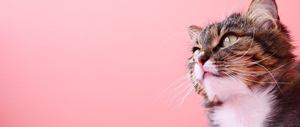 PETS: come affrontare i parassiti interni