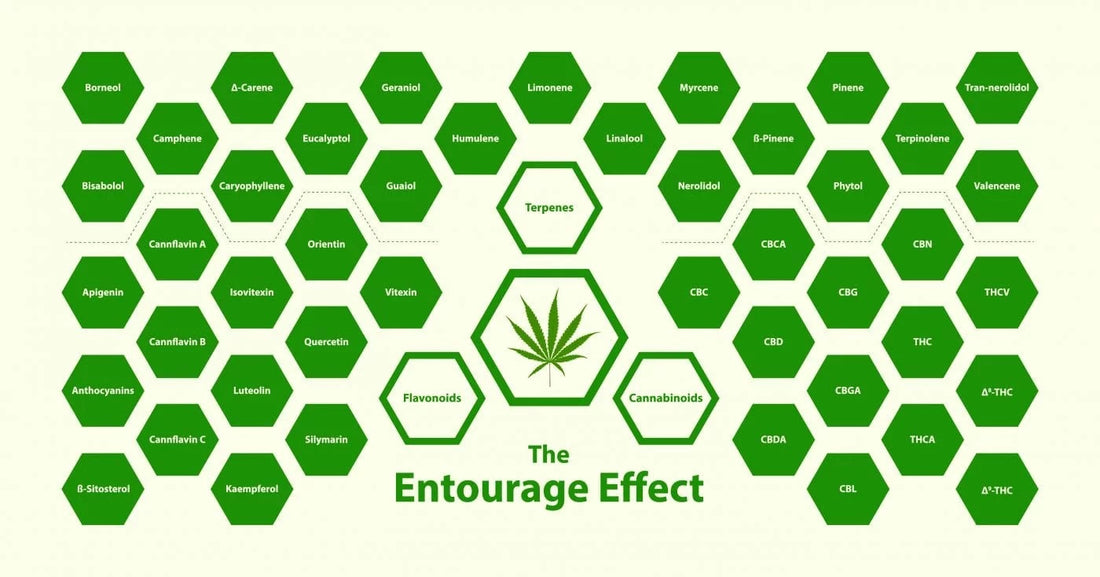 L' EFFETTO ENTOURAGE - L'INSIEME DEI PRINCIPI ATTIVI PER UNO SPETTRO COMPLETO (FULL SPECTRUM)
