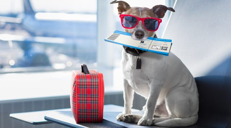 Vacanze, animali e CBD