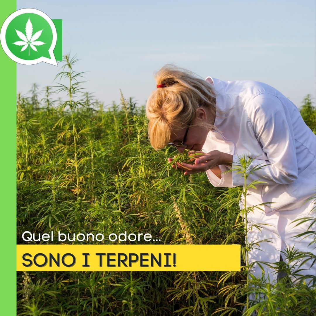 Quel buono odore… sono i terpeni!