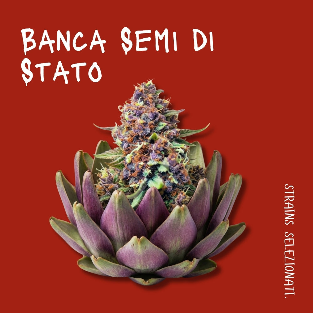 Semi da collezione: regolari, femm, auto, early, CBD