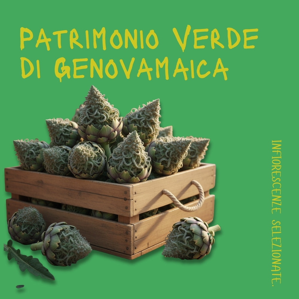 Fiori ed estratti di Canapa