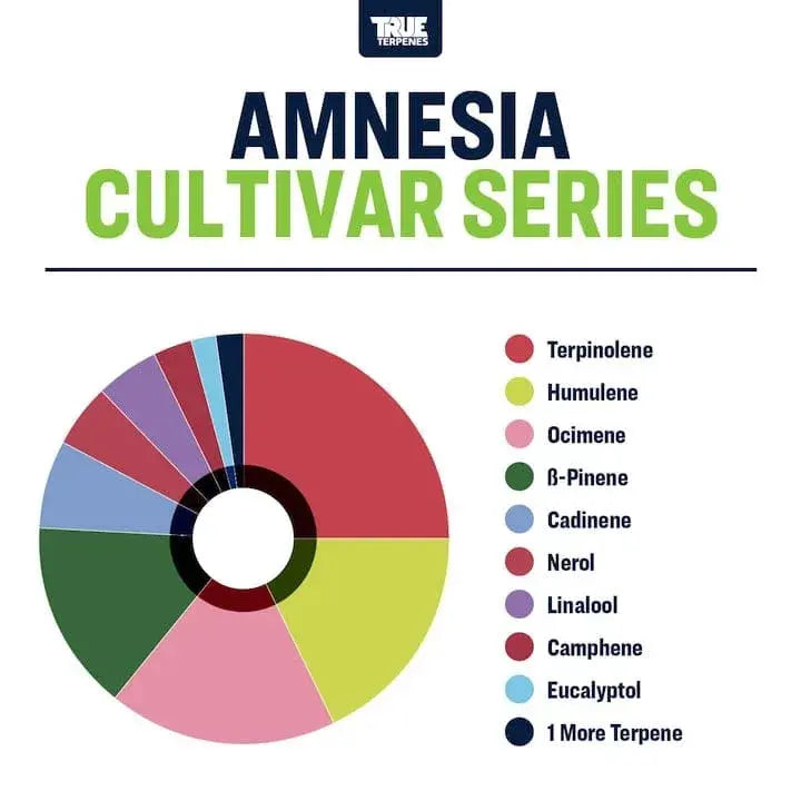 TRUE TERPENES terpeni AMNESIA