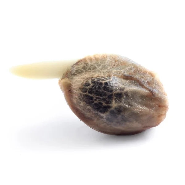 Royal Queen Seeds -Honey Cream - Semi di Cannabis - Femminilizzata Veloce