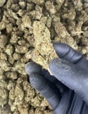 Strawberry Payton CBD greenhouse