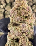 OG Kush CBD greenhouse