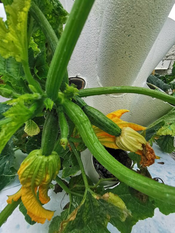 TORRE EOLIANA il tuo orto verticale idroponico indoor outdoor greenhouse
