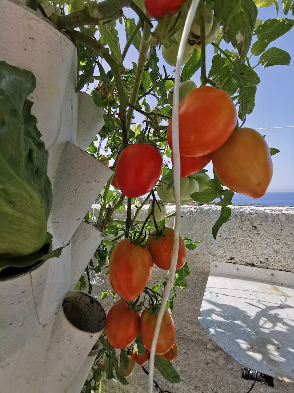 TORRE EOLIANA il tuo orto verticale idroponico indoor outdoor greenhouse