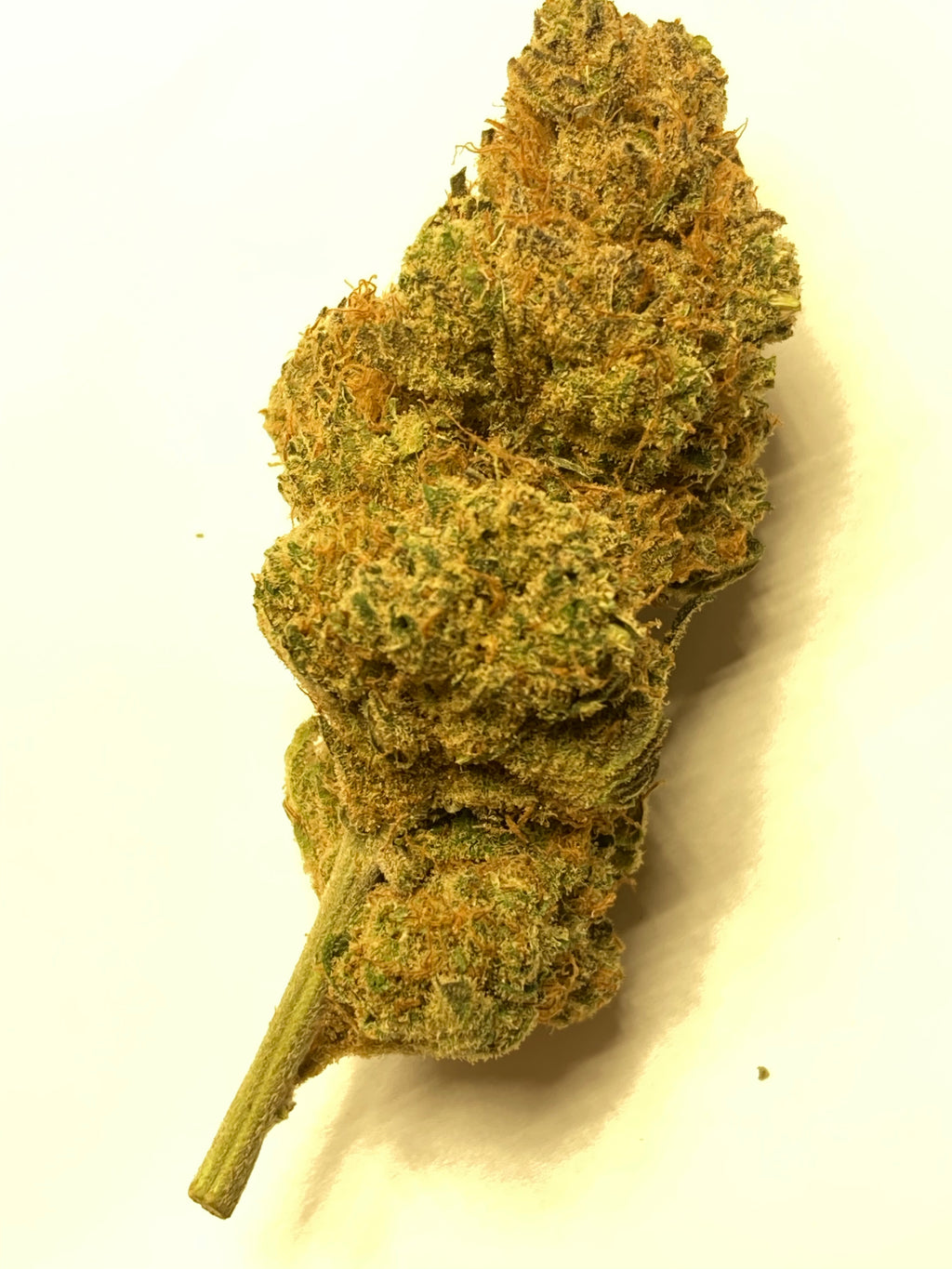 NOVITA' - CHERRY WINE indoor by Zambros Farm