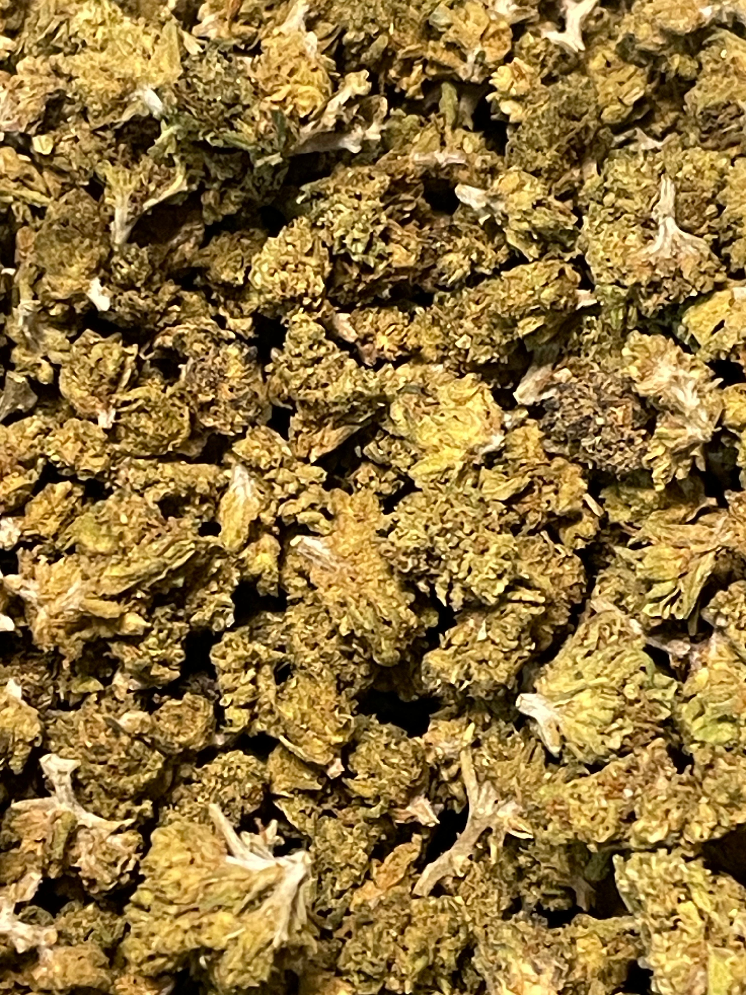 MINI BUD  greenhouse di PLATINUM in OFFERTA