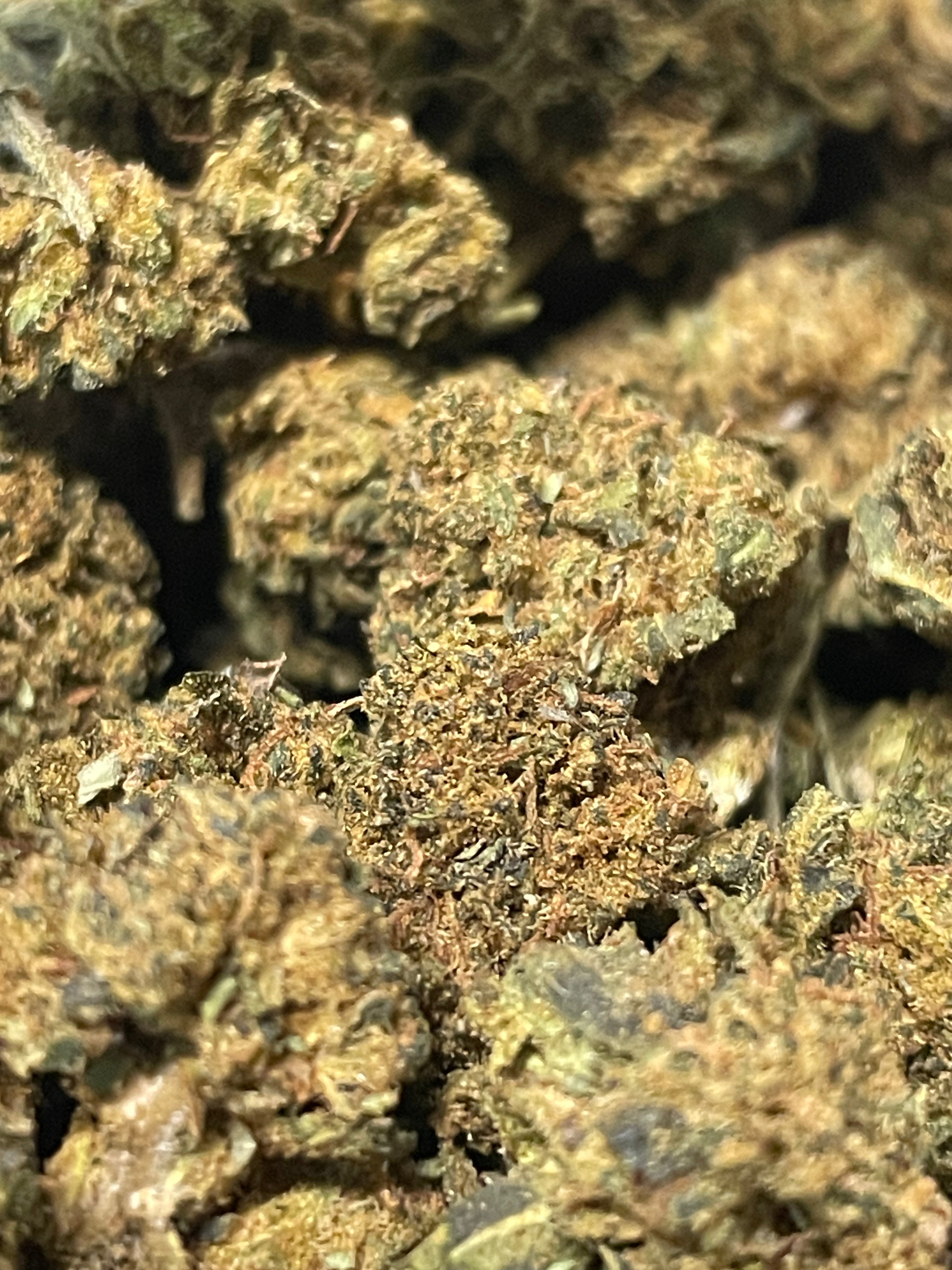 MINI BUD  greenhouse di BLUEBERRY in OFFERTA