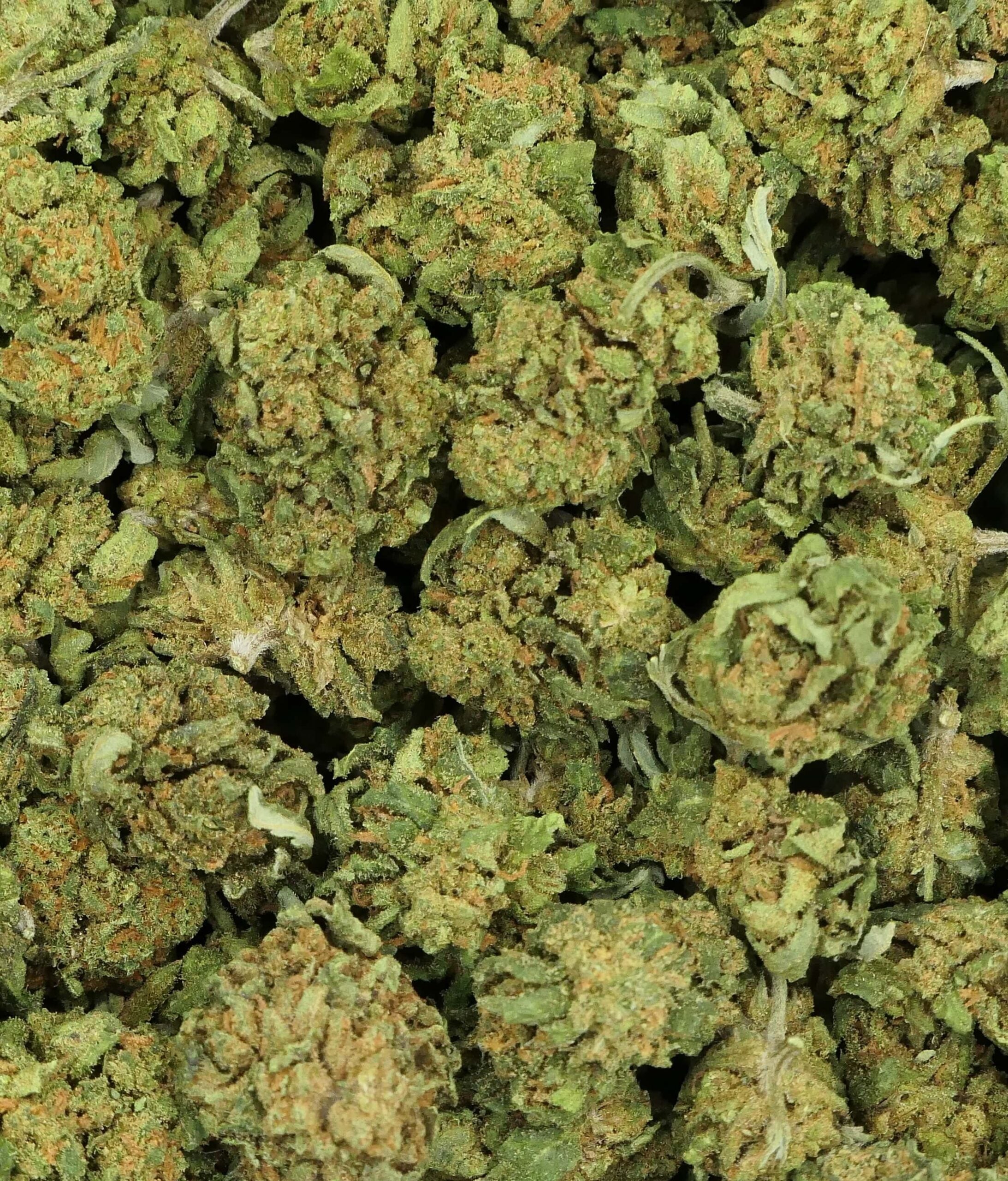 MINI BUD  greenhouse di SOMANGO in OFFERTA