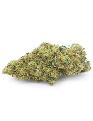 Critical Critical+ – Genovamaicano