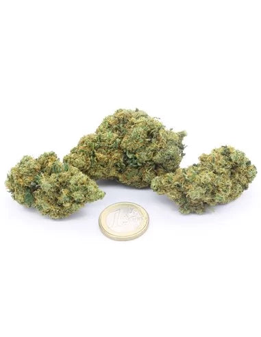 Critical+