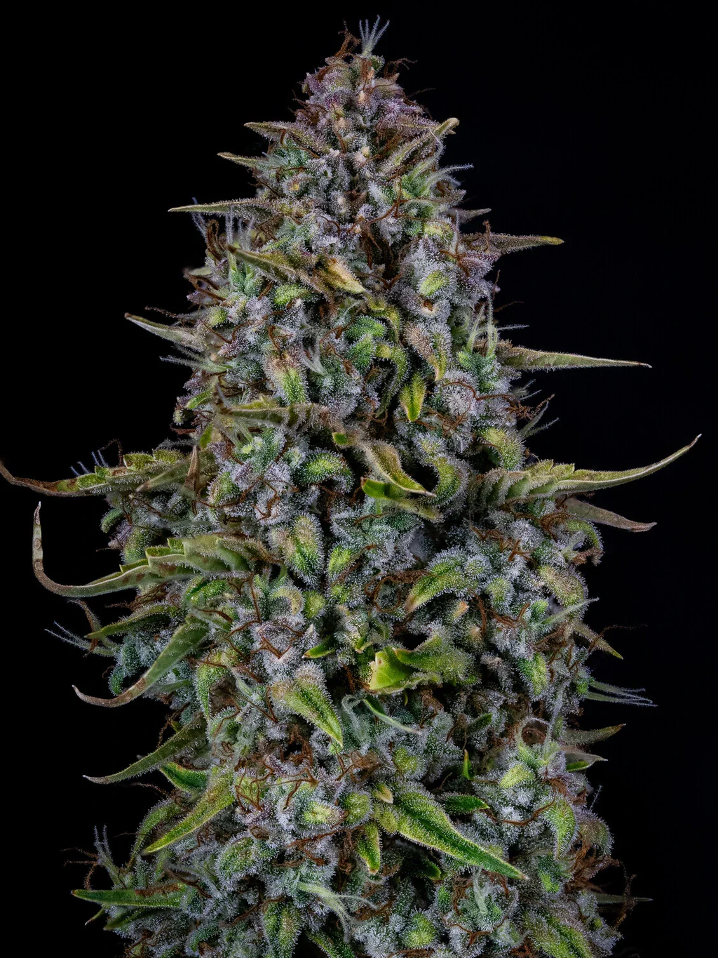 MEPHISTO GENETICS autofiorente Reserva DODGY JAMMERS 3 semi + 2 semi free