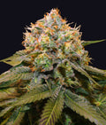 Indica femm - FRESH CANTALOUPE limited edition - The Grateful Seeds