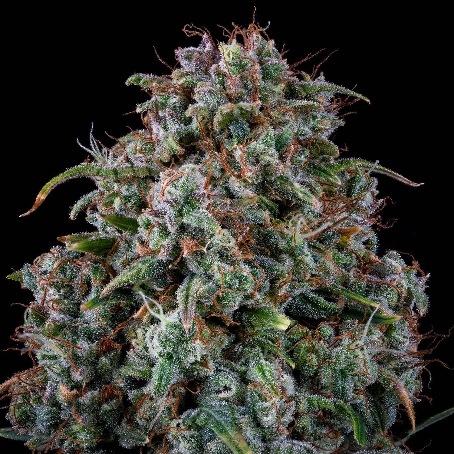 MEPHISTO GENETICS autofiorente Reserva ALIEN x TRIANGLE 3 semi + 2 semi free