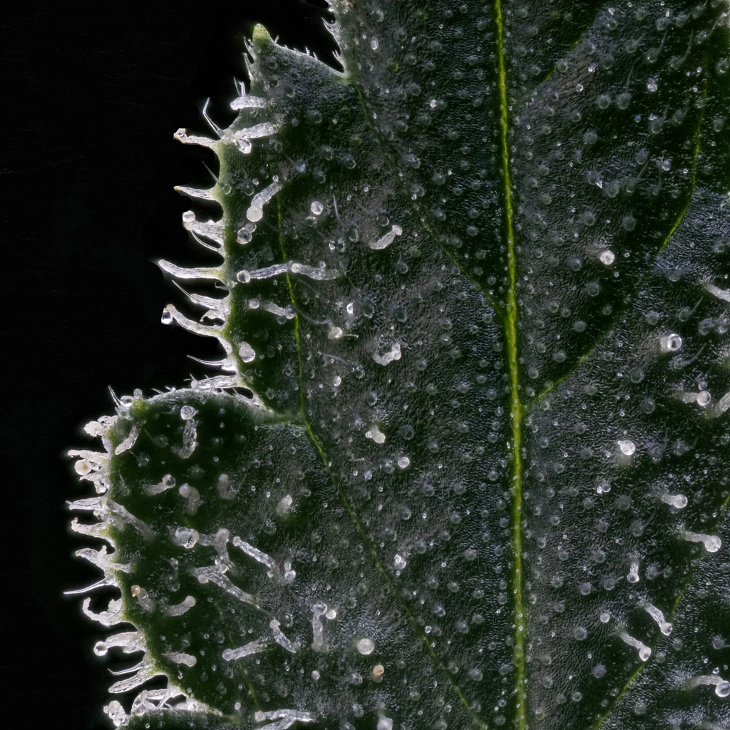 MEPHISTO GENETICS autofiorente Artisanals 3 BEARS OG 3 semi + 2 semi free