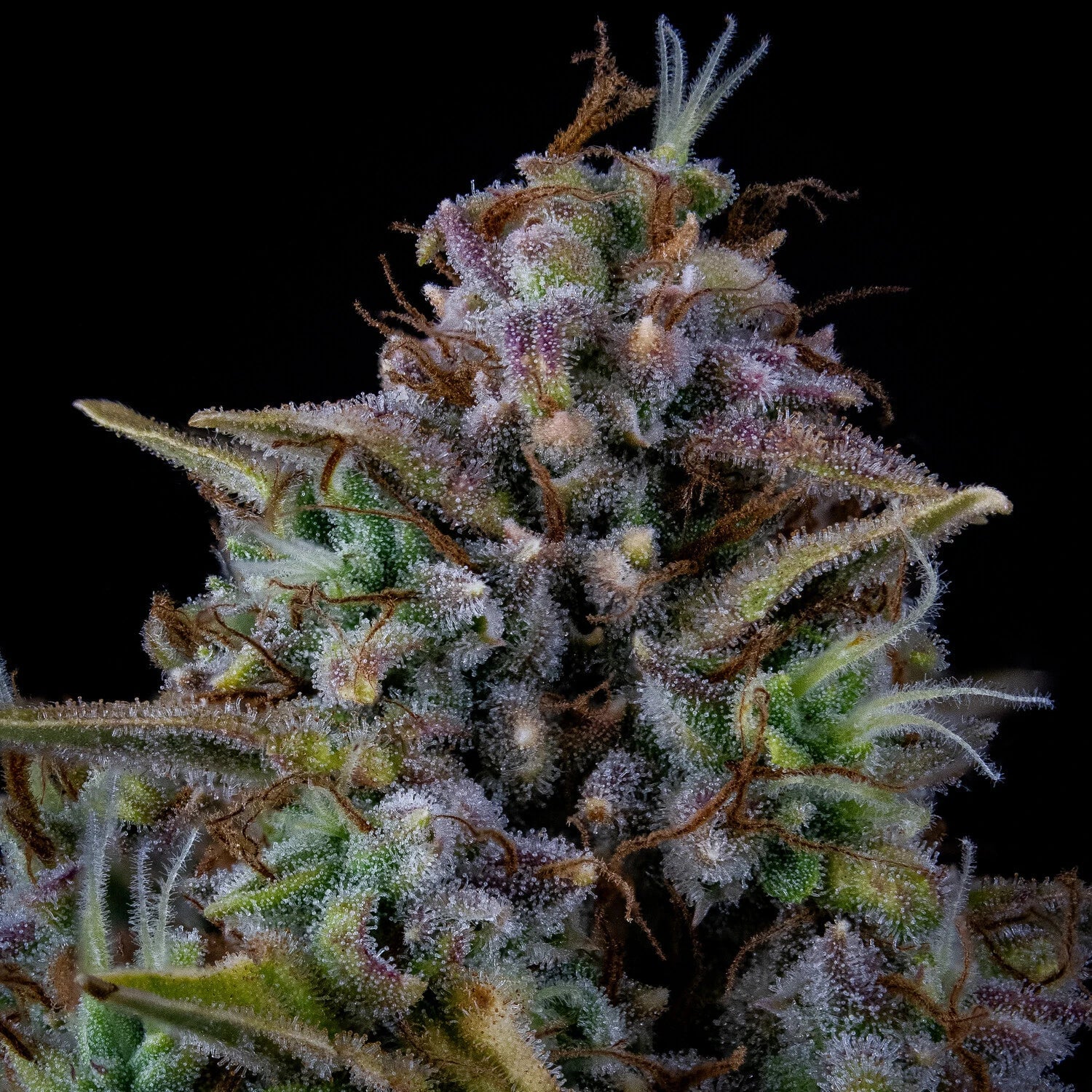 MEPHISTO GENETICS autofiorente Reserva DODGY JAMMERS 3 semi + 2 semi free