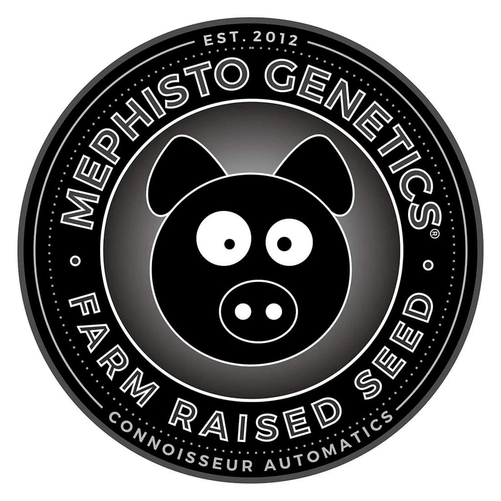 MEPHISTO GENETICS autofiorente CBD 1:1  Medicinal CANNA-CHEESE 3 semi + 2 semi free