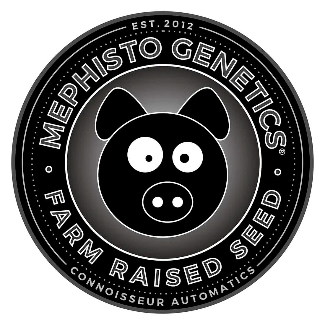 MEPHISTO GENETICS autofiorente CBD 1:1  Medicinal CANNA-CHEESE 3 semi + 2 semi free