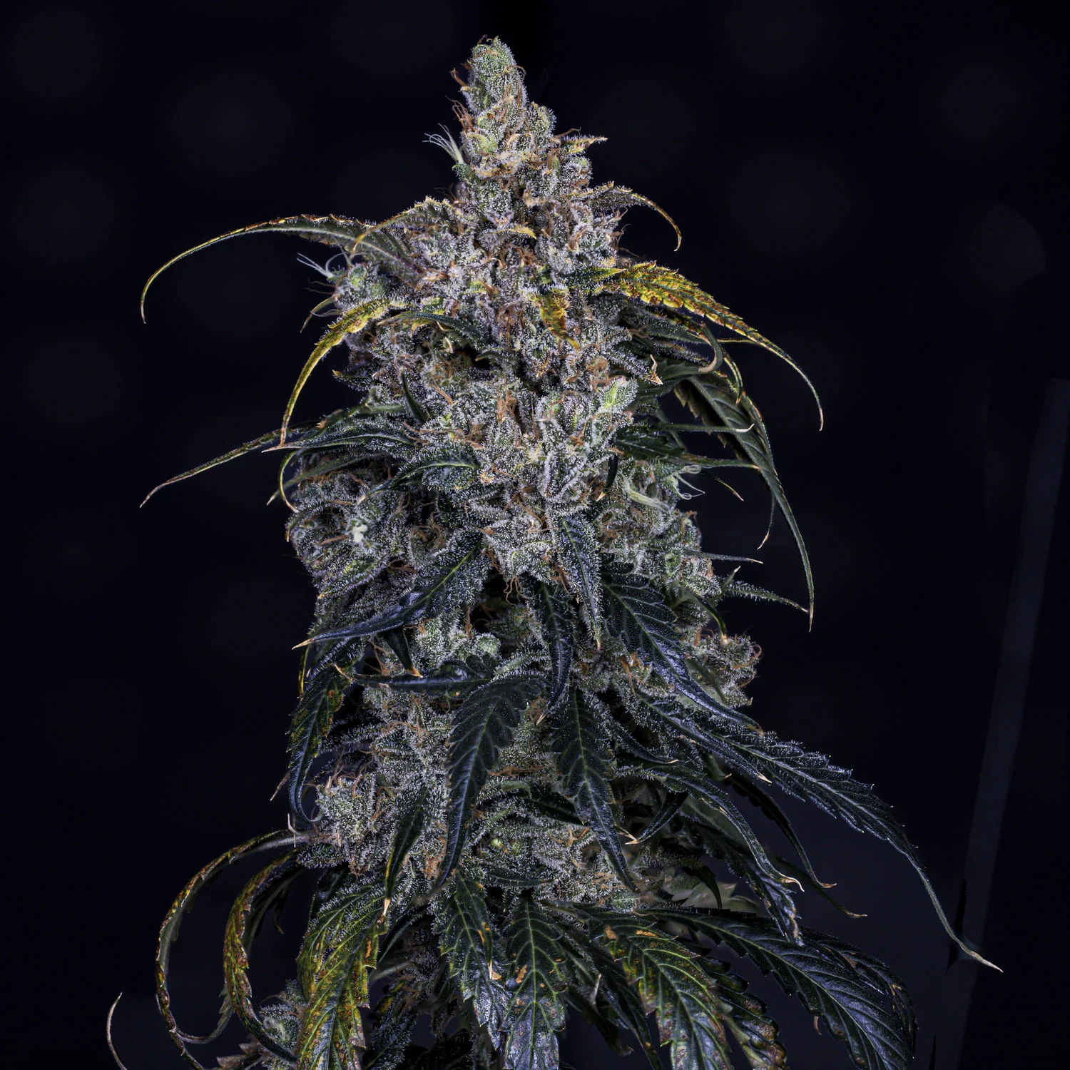 MEPHISTO GENETICS autofiorente Artisanals 3 BEARS OG 3 semi + 2 semi free