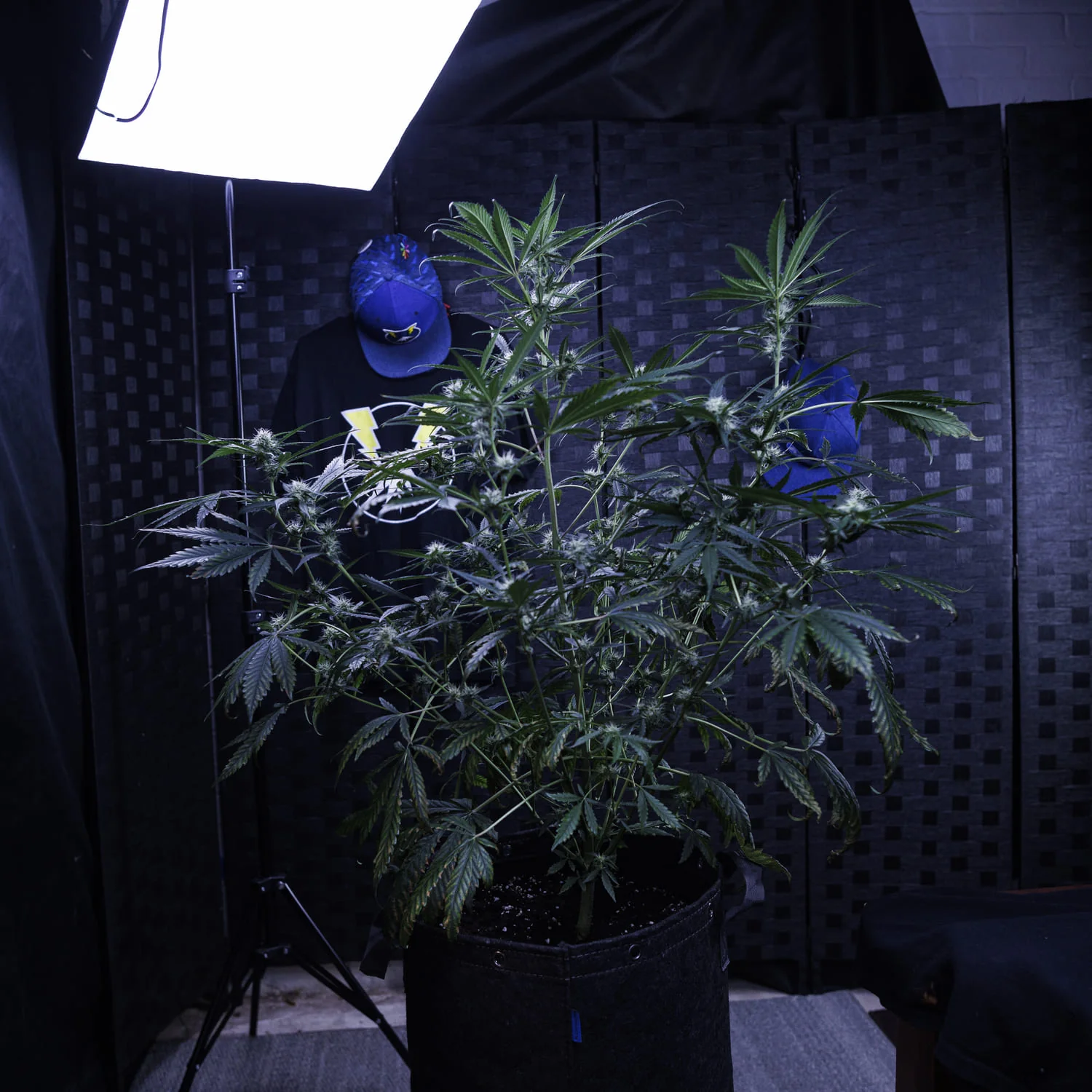 MEPHISTO GENETICS autofiorente Artisanals 3 BEARS OG 3 semi + 2 semi free
