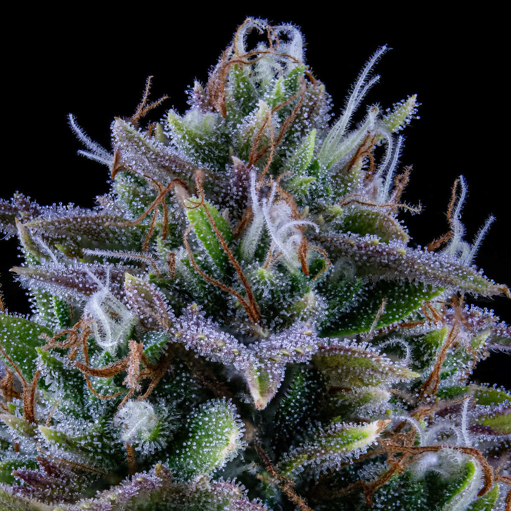 MEPHISTO GENETICS autofiorente Originals 24 CARAT 3 semi + 2 semi free