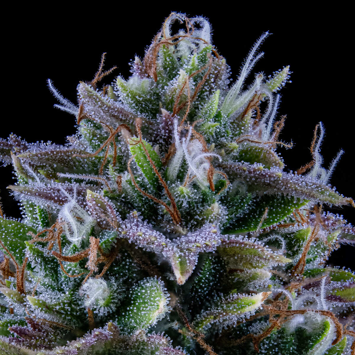 MEPHISTO GENETICS autofiorente Originals 24 CARAT 3 semi + 2 semi free