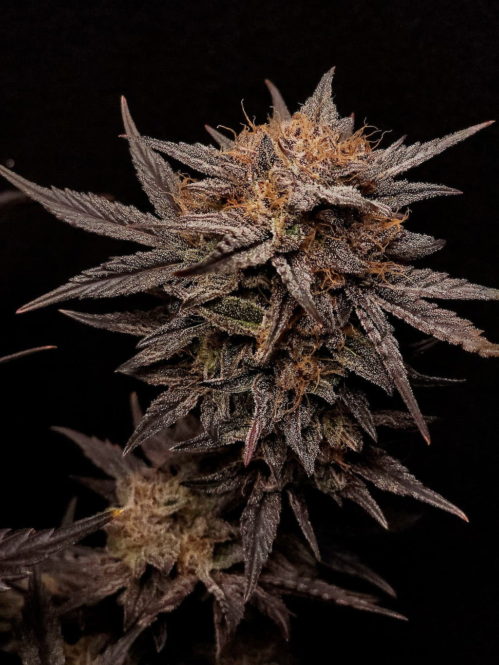 MEPHISTO GENETICS autofiorente Reserva MEPHISTO'S GRAPE CRUSH 3 semi + 2 semi free