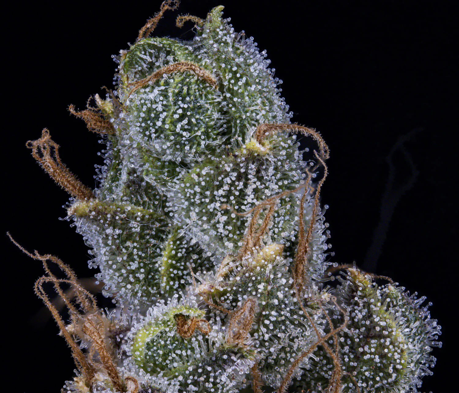 MEPHISTO GENETICS autofiorente Artisanals 3 BEARS OG 3 semi + 2 semi free