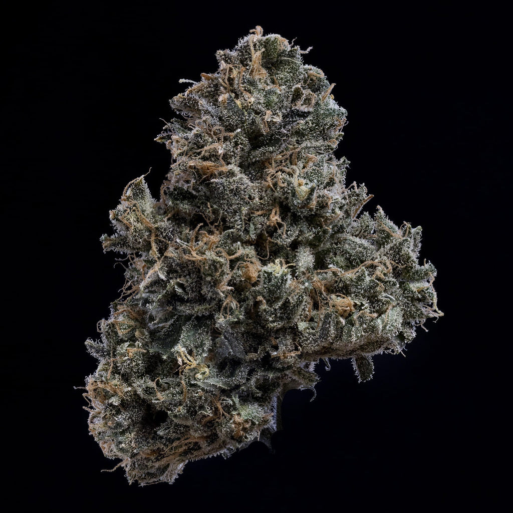 MEPHISTO GENETICS autofiorente Artisanals 3 BEARS OG 3 semi + 2 semi free