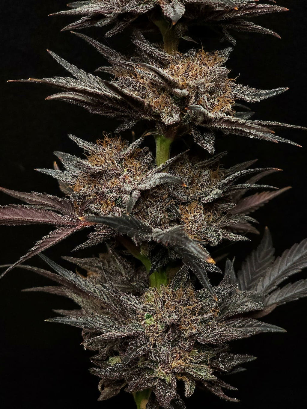 MEPHISTO GENETICS autofiorente Reserva MEPHISTO'S GRAPE CRUSH 3 semi + 2 semi free