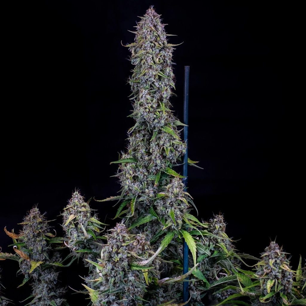 MEPHISTO GENETICS autofiorente Reserva DODGY JAMMERS 3 semi + 2 semi free