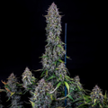 MEPHISTO GENETICS autofiorente Reserva DODGY JAMMERS 3 semi + 2 semi free