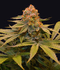 Indica femm - STAR FRUIT original edition - The Grateful Seeds