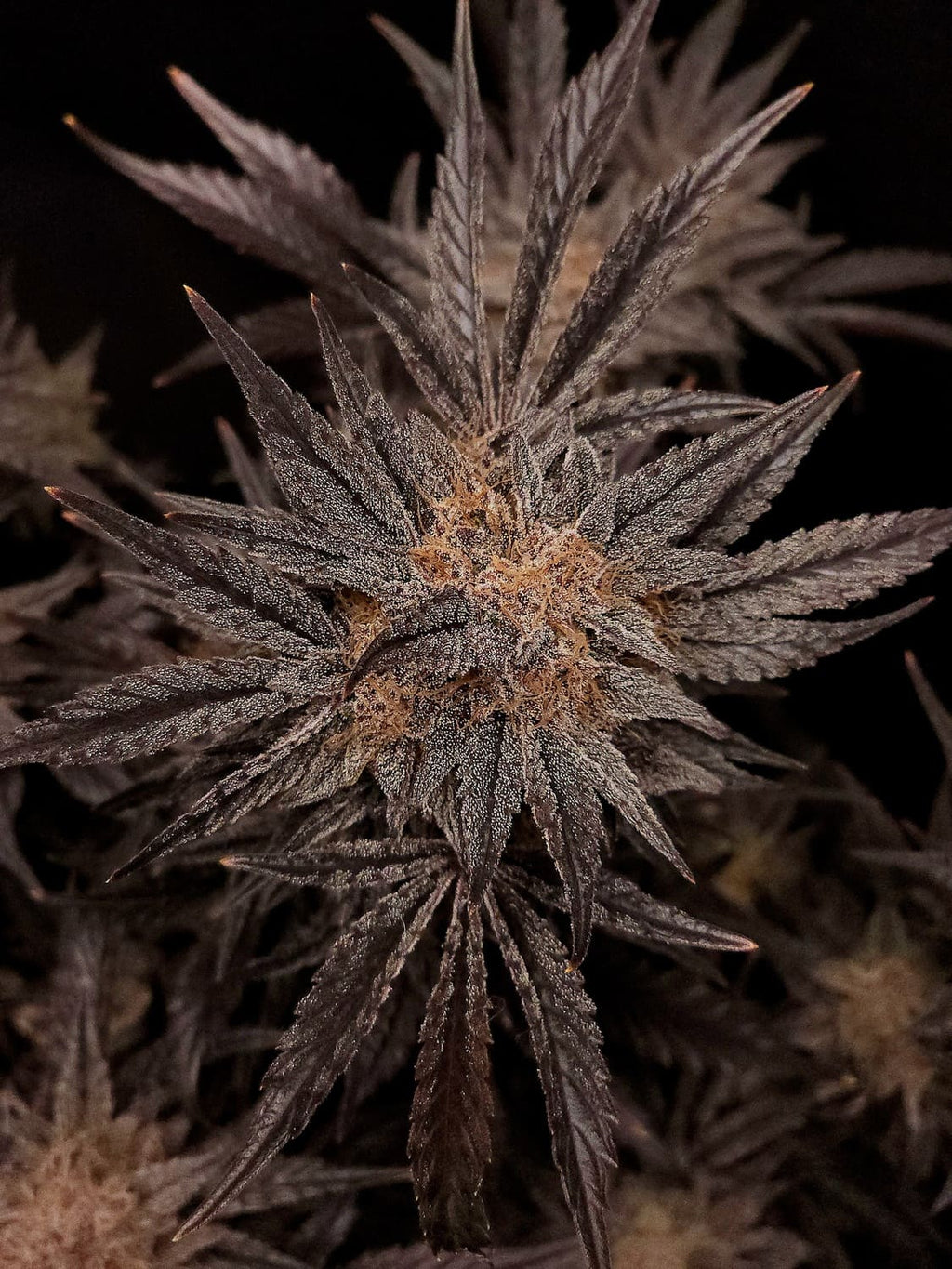 MEPHISTO GENETICS autofiorente Reserva MEPHISTO'S GRAPE CRUSH 3 semi + 2 semi free