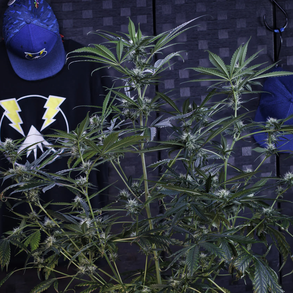 MEPHISTO GENETICS autofiorente Artisanals 3 BEARS OG 3 semi + 2 semi free