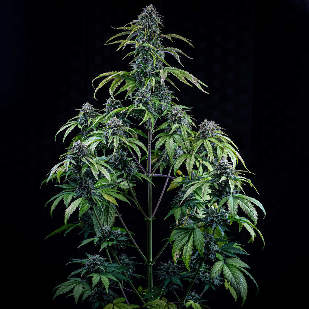 MEPHISTO GENETICS autofiorente Originals 24 CARAT 3 semi + 2 semi free