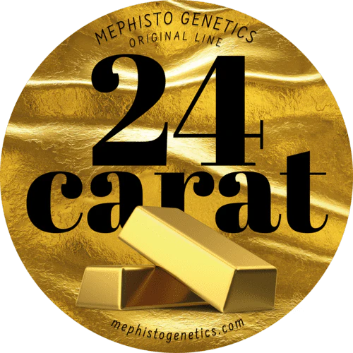 MEPHISTO GENETICS autofiorente Originals 24 CARAT 3 semi + 2 semi free