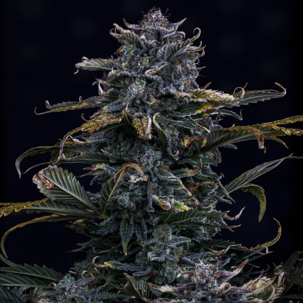 MEPHISTO GENETICS autofiorente Artisanals 4 ASSED MONKEY 3 semi + 2 semi free