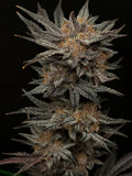 MEPHISTO GENETICS autofiorente Reserva MEPHISTO'S GRAPE CRUSH 3 semi + 2 semi free