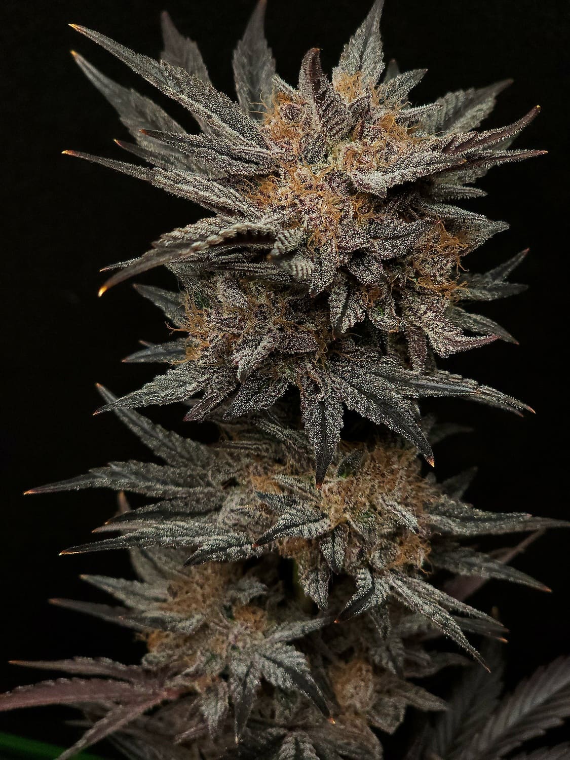 MEPHISTO GENETICS autofiorente Reserva MEPHISTO'S GRAPE CRUSH 3 semi + 2 semi free